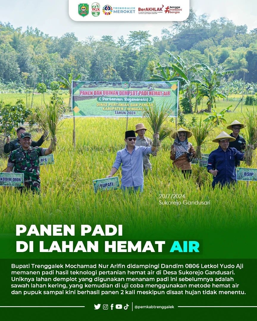 Panen Padi di Lahan Hemat Air